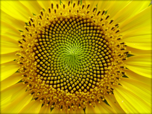 Sunflower Spirals Grow in the Fibonacci Sequence